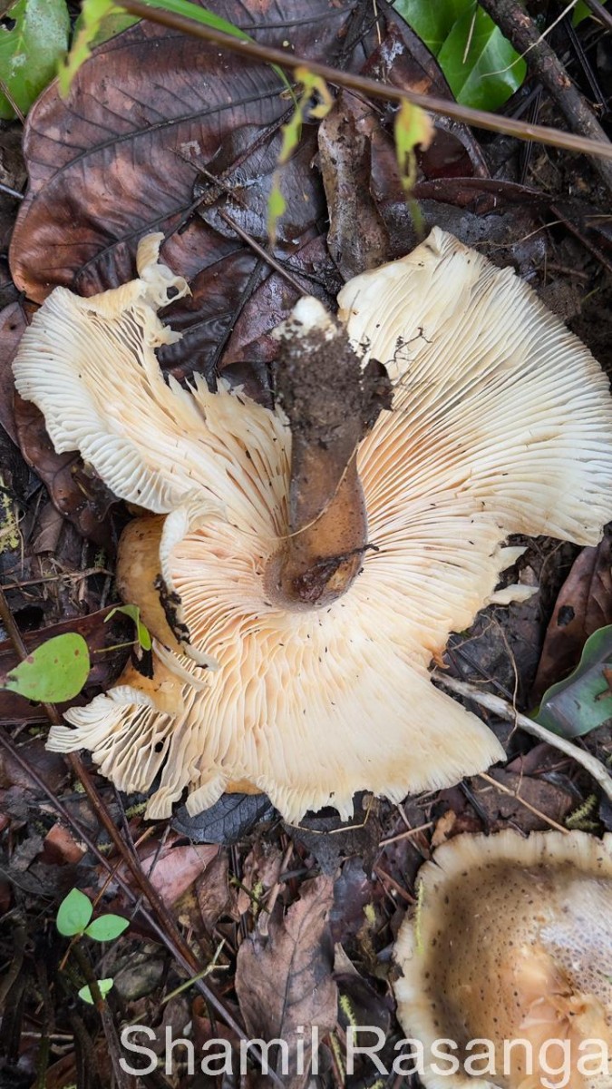 Pleurotus giganteus (Berk.) Karun. & K.D.Hyde